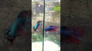 Betta Fish Fighting  Fighting to death  Fighter fish fighting Shorts [upl. by Anilosi]