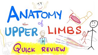 Anatomy of the upper limbs extremities  Brachial Plexus  Quick Review [upl. by Sigrid]