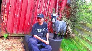 goatlogTaking care of goat business 2024092326 [upl. by Lehcin]