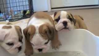 Baby English Bulldog Puppies [upl. by Herwick]