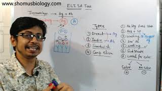 Competitive elisa procedure explained [upl. by Briny]