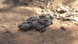 Group of Spitfire sawfly larvae  crossing the road  Wollemi National Park [upl. by Yesteb]