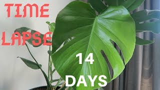 MONSTERA TIME LAPSE  NEW GROWTH Oct 2018 [upl. by Chandal738]