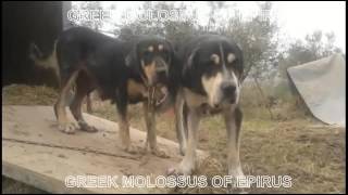 MOLOSSUS DOGS OF EPIRUS [upl. by Benedetta]