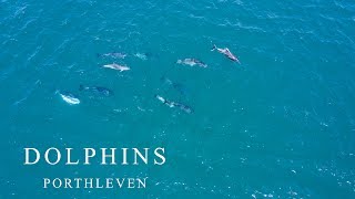 Porthleven Dolphins [upl. by Hnad]