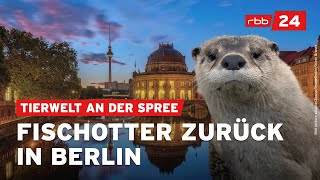 Naturschützer sichten vermehrt wieder Fischotter in Berlin [upl. by Montana]