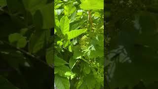 Grapes are incoming grape grapetree grapevine homestead gardening gardeningtherapy fruit [upl. by Cassil]