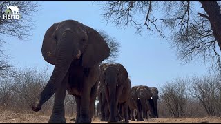 Powerful Elephant Strides and Family Swim Time 🐘 [upl. by Roze852]