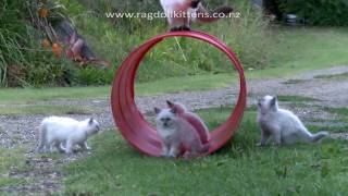 Truly Scrumptious Ragdoll Kittens  8 Weeks Old [upl. by Xanthus]