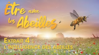 Être avec les Abeilles  Extrait 4  Lintelligence des abeilles [upl. by Ecerahc194]