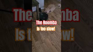 The roomba is too slow for Peach lol excellentelijah cats animals shorts viralvideo [upl. by Ecirtel]