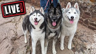 Husky Hangout LIVE 🔴 LIVE Q amp A With our Siberian Huskies [upl. by Cirted599]