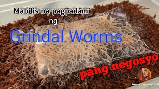 Paano Magculture ng Grindal Worms [upl. by Luna]