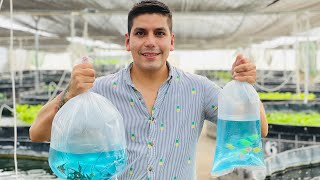 Peces de ornato  40 millones de ejemplares anuales en producción  Peces Transgénicos Pez angel [upl. by Quincy]