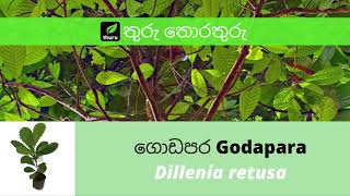 තුරු තොරතුරු 1  ගොඩපරGodapara Dillenia retusa [upl. by Bale]