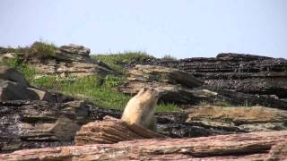 Hoary marmot call [upl. by Refinnaej]