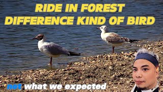 BIRD PART 2 TRAVEL HACKS IN THE NATURE FOREST WITH LOVING MUSIC NICE VIEW [upl. by Gabe]