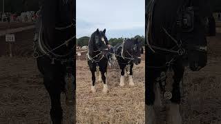 Traditional Horse Ploughing at the 73rd British National Ploughing Championships 13th October 2024 [upl. by Naiva]