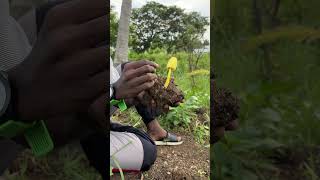 Spores அழிக்கமுடியாது✌️Leucocoprinus birnbaumii🍄நேத்து பெஞ்ச மழையில் முளைத்த காளான்✌️ kanyakumari [upl. by Honebein]