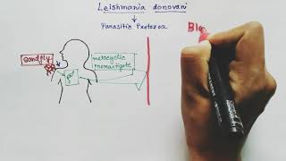 Leishmania donovani Lifecycle  Hindi   Kalaazar  Dumdum fever [upl. by Notreb]