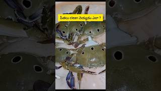 Peethalu clean cheyadam Ela  crab youtubeshorts easy [upl. by Alex94]