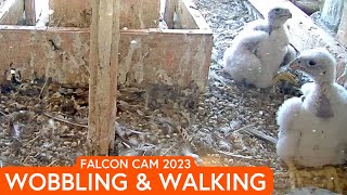 Peregrine Falcon Cam 2023 Chicks Walking and Wobbling [upl. by Attenrev985]