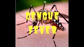 Dengue 2019 A look at the first six months [upl. by Libnah]