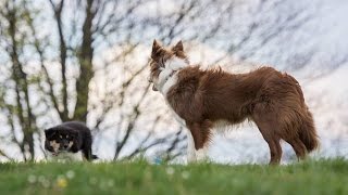 Drop in the Ocean  KibaampSly the Border Collies [upl. by Annawt]