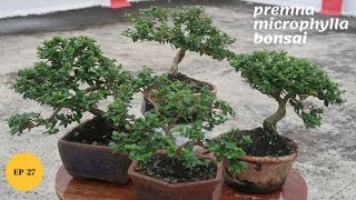 Premna Microphylla Bonsai [upl. by Nosreme247]