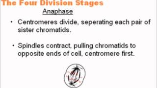 Mitosis  A Level AS Biology Revision [upl. by Dnalrag]