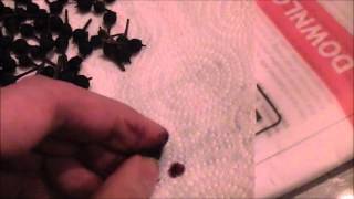 Germinating Schefflera chapana seeds [upl. by Giltzow]