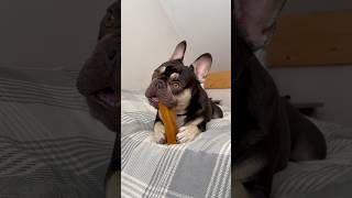 Bone chew ASMR sunnyfrench asmrvideo dogasmr frenchbulldoglife cutedogs [upl. by Bully779]