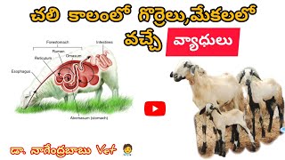 గొర్రెలుమేకలకు వచ్చే వ్యాధులుsheep amp goat disease and treatmentsheep goat sheepdisease disease [upl. by Sherwynd654]