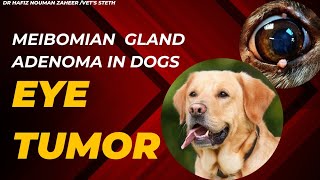 Meibomian Gland Adenoma MGA in Dogs  Eye lid tumor  Clinical Case  Dr Hafiz Nouman Zaheer [upl. by Dode]