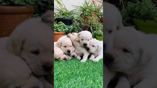 Cute Puppy Dogs shorts doglover dog puppy funny viral youtubeshorts shortsfeed trending [upl. by Llenyl]