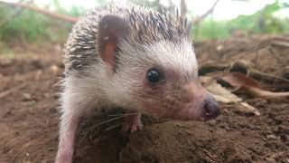 Cute pygmy hedgehogs sounds [upl. by Lupe]