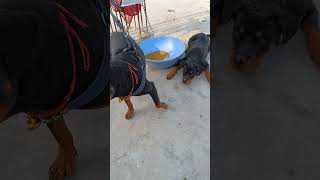 Rottweiler dogviral songdogsshortsviralpetsviralshortscute 2024 [upl. by Erminie]