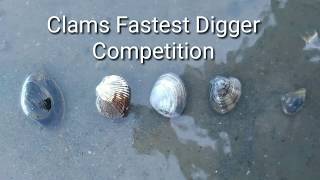 Clam vs Clam fastest digger [upl. by Cedric]