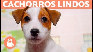 VÍDEOS DE CACHORROS FOFOS EM 4K por que tão lindos 😍 [upl. by Aissej403]