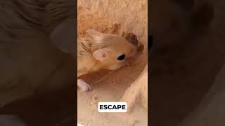 The Tiny Kangaroo of the Desert Meet the Jerboa cute animalcuriosities babyanimalslist [upl. by Skardol]