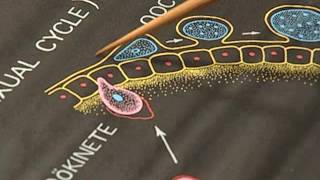 TO STUDY THE LIFE CYCLE OF A MALARIAL PARASITE [upl. by Ertnod]