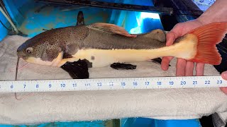 Redtail Catfish 2 Year Growth Watch Before You Buy One of These Fish [upl. by Mackenie]