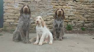 60 Second Portrait of Four Italian Spinone [upl. by Junius516]