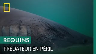 Pourquoi ce jeune requin atil autant de traces de griffures [upl. by Anauqahc]