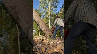 Hollow tree vs chainsaw almost lost [upl. by Htezil]