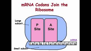 Binding Sites of tRNA for DNA Translation [upl. by Keil428]