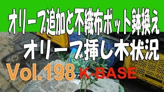 オリーブ追加と不織布ポット鉢換えと挿し木状況 19321olive [upl. by Herstein628]