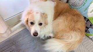 扉を破壊したのが誰なのか、わかりやす過ぎる犯人（犬）がこちらです【ボーダーコリー･ゴールデンレトリバー】 [upl. by Anitnatsnoc]