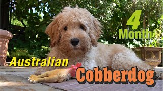 Australian Cobberdog Labradoodle MIA  4 Monate alt [upl. by Iclehc]