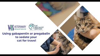 Using gabapentin or pregabalin to sedate your cat for travel [upl. by Dwayne468]